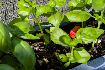 High angle view of plants growing in pot