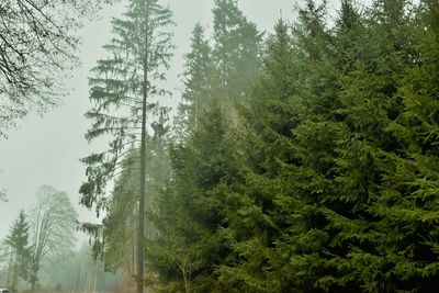 Low angle view of trees in forest against sky