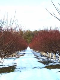 Bare trees on field against sky during winter