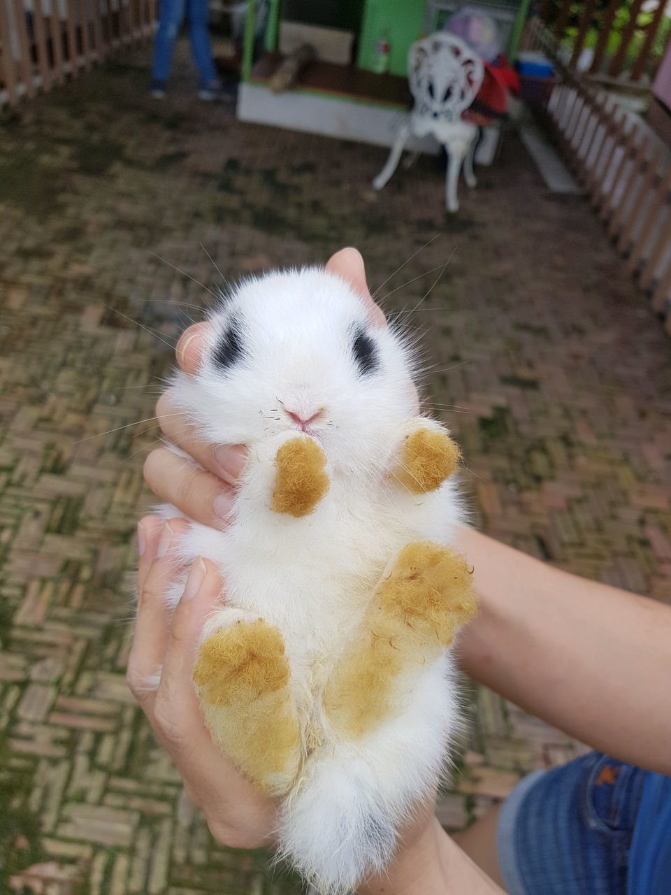 MIDSECTION OF PERSON HOLDING CAT WITH HAND