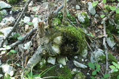 Close-up of lizard on tree