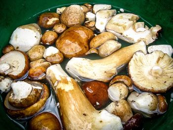 Close-up of mushrooms in water