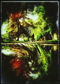 Reflection of trees in water