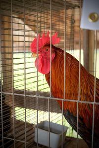 Close-up of rooster in cage