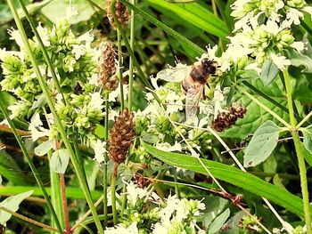 Close-up of bee pollinating flower