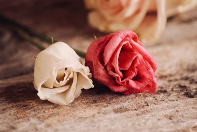 Close-up of rose roses