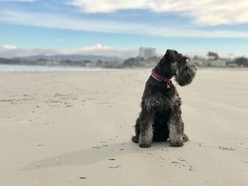 Dog on beach in spain