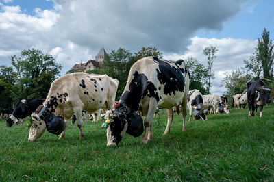 Cows grazing on field