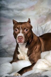 Portrait of dog sitting on bed at home