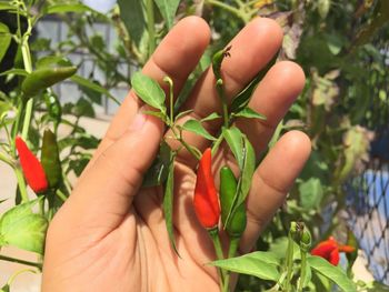 Close-up of hand holding plant