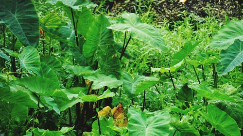 View of green plants on land