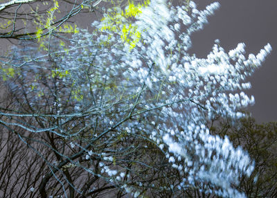 Low angle view of trees against sky during winter