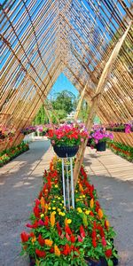 Potted plants in greenhouse