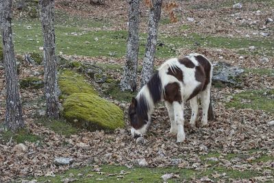 Horse grazing on field