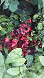 High angle view of red berries on plant