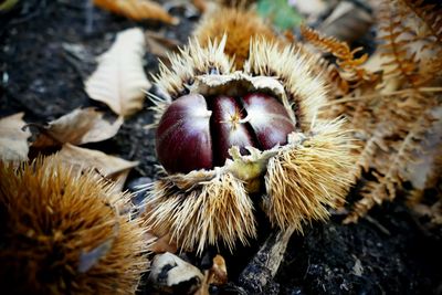 Close-up of fruits