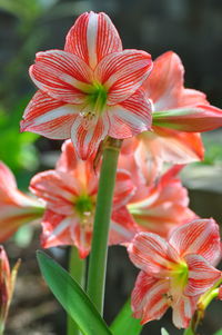 Close-up of pink flowers