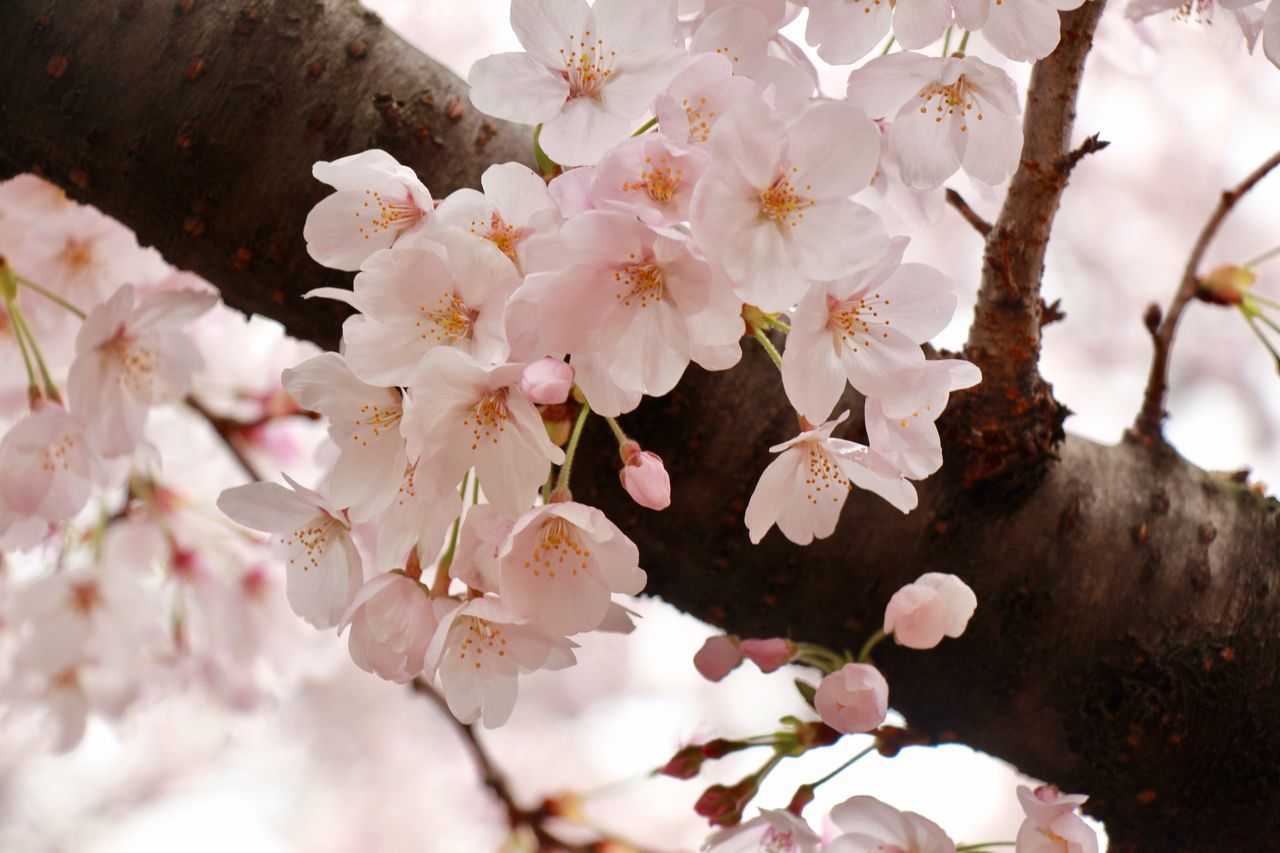 nature, growth, beauty in nature, flower, close-up, springtime, tree, petal, no people, blossom, day, outdoors, plant, branch, flower head, fragility, freshness, plum blossom