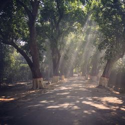 Trees in forest