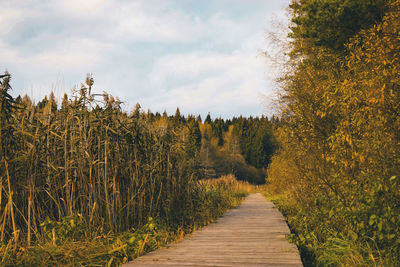 Boardwalk along plants and trees against sky in autumn 