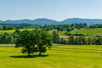 Scenic view of agricultural field against sky