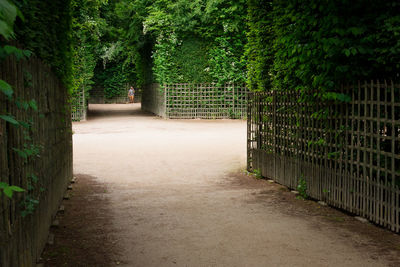 Footpath by trees in park