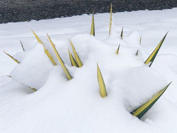 High angle view of snow covered field