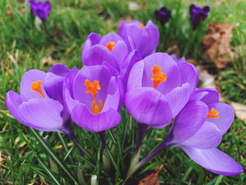 Close-up of purple crocus flowers on field