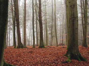 Trees growing in forest during autumn