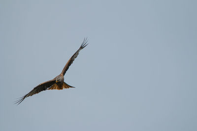 Low angle view of bird flying against clear sky