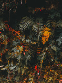 High angle view of autumn leaves on field