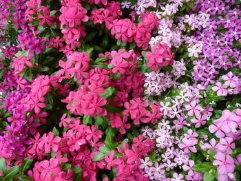 Full frame shot of pink flowering plants