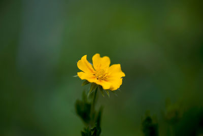 Close-up of yellow flowering plant