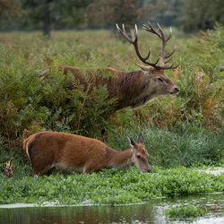 Deer relaxing in grass