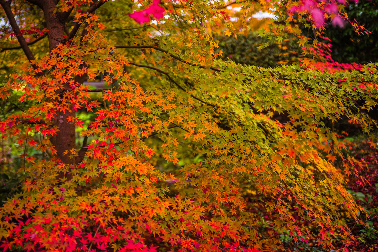 SCENIC VIEW OF RED FLOWERING PLANTS DURING AUTUMN
