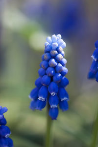 Close-up of purple flowering plant