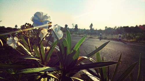 Plants growing against sky