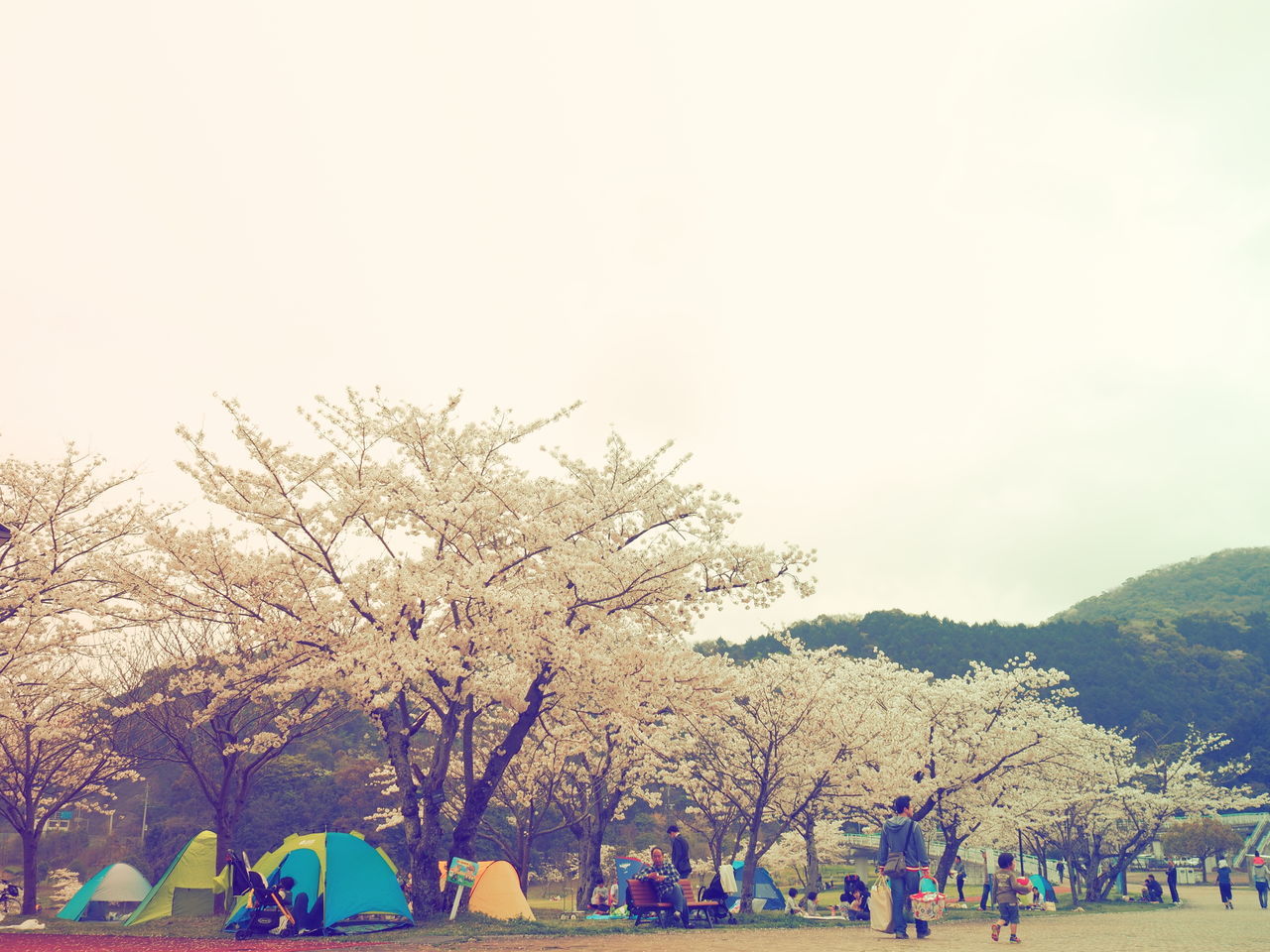 Panoramic view of trees against sky