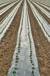 Panoramic view of agricultural field