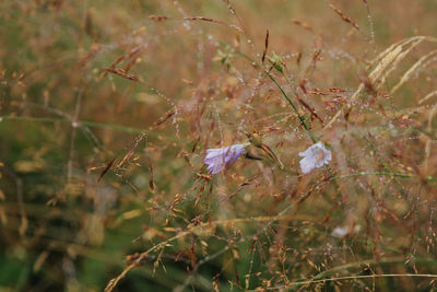 Close-up of white flowering plants on field