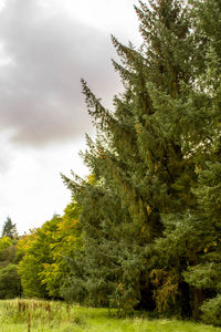 Pine trees on field against sky