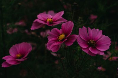 Close-up of pink cosmos flowers