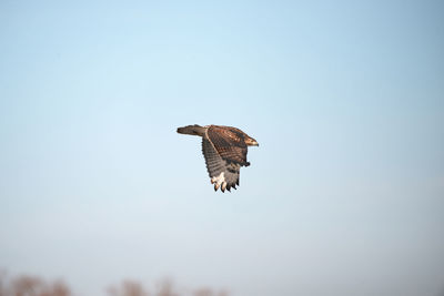 Low angle view of hawk flying against clear sky