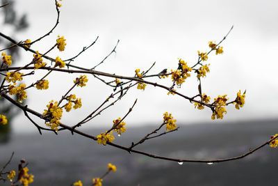 branch