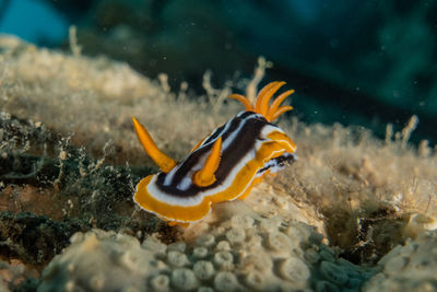 Close-up of fish underwater