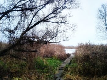 Bare trees on field by lake against sky