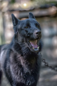 Close-up portrait of a dog