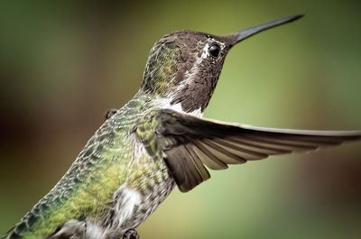 Close-up of bird flying