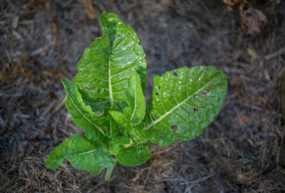 Close-up of wet leaf