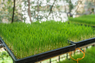 Close-up of agricultural field